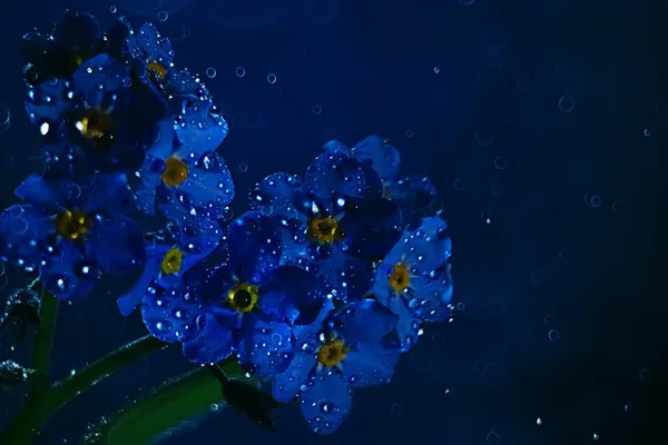 Летние Цветы Фон Природа Красивые Картины Дизайн Фона Цветы Поле — стоковое фото