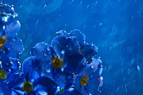Kis Kék Virágok Természet Gyönyörű Növények Makró Kis Virágok Tavaszi — Stock Fotó