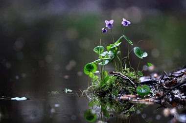 küçük mavi çiçekler / doğa güzel, makro küçük çiçekler, bahar doğa arka plan tertibatları