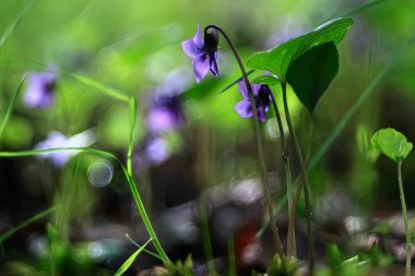küçük mavi çiçekler / doğa güzel, makro küçük çiçekler, bahar doğa arka plan tertibatları