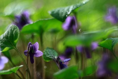 Bahar yeşil arka plan, soyut bulanık doğa güzel resimleri, yeşil sürgünler
