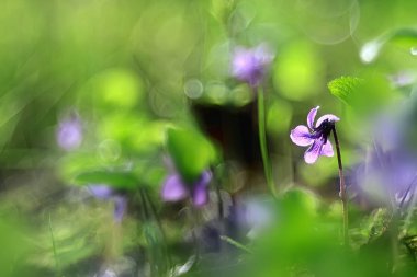 Yaz arka plan doğa çiçekler / güzel resim tasarım arka plan alanını çiçekler