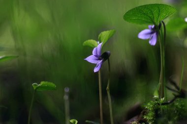 Yaz arka plan doğa çiçekler / güzel resim tasarım arka plan alanını çiçekler