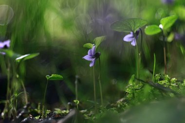 Bahar yeşil arka plan, soyut bulanık doğa güzel resimleri, yeşil sürgünler