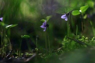 Yaz arka plan doğa çiçekler / güzel resim tasarım arka plan alanını çiçekler