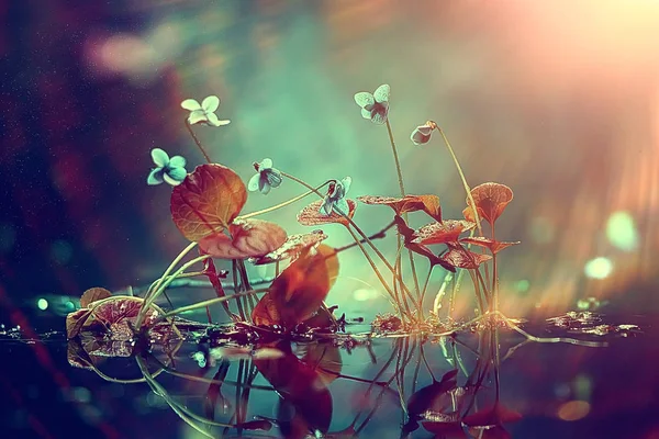 Маленькі Сині Квіти Природа Красива Рослини Макро Маленькі Квіти Весняний — стокове фото