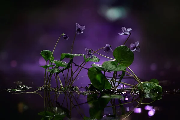 少し青い花 美しい工場マクロ小さな花 自然の背景 — ストック写真