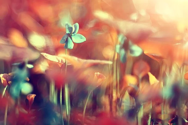 Вінтажний Фон Маленькі Квіти Природа Красива Тонування Дизайну Весняна Природа — стокове фото