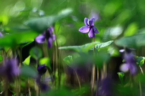 自然の花の夏の背景 フィールドの花の美しい絵デザインの背景 — ストック写真