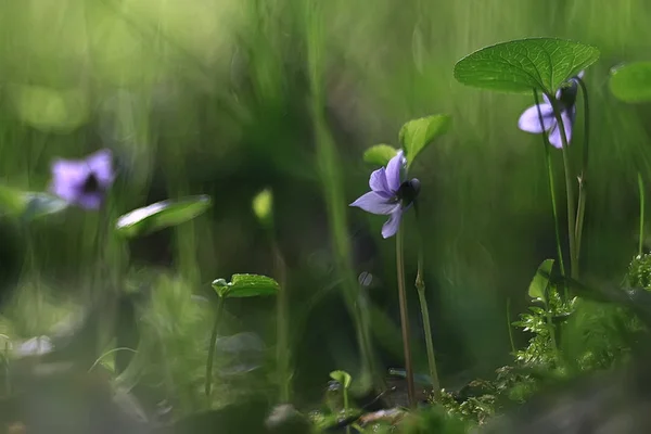 Kleine Blaue Blumen Natur Schön Pflanzen Makro Kleine Blumen Frühling — Stockfoto