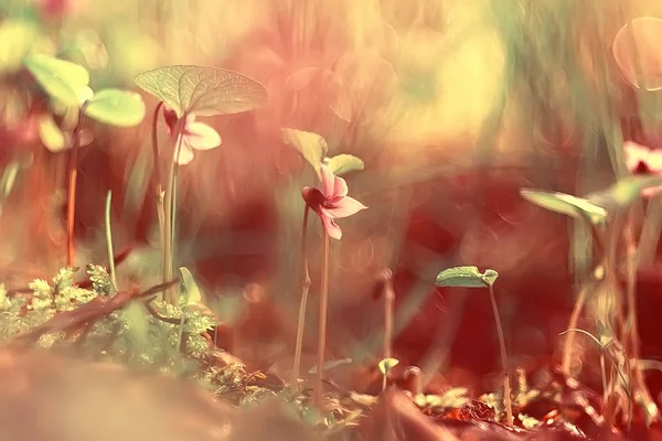 Винтажный Фон Маленькие Цветы Природа Красивая Тонизирующий Дизайн Весна Природа — стоковое фото