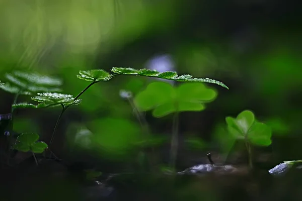 Jarní Zelené Pozadí Abstraktní Rozmazané Příroda Krásné Obrázky Zelené Výhonky — Stock fotografie