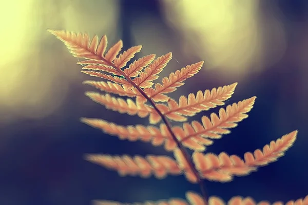 Helecho Fondo Primavera Hermosas Hojas Del Parque Forestal Naturaleza Fondo —  Fotos de Stock