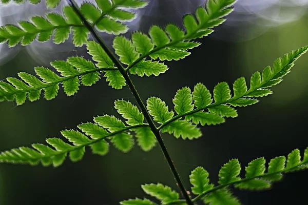 Весенний Зеленый Фон Абстрактная Размытая Природа Красивые Картинки Зеленые Побеги — стоковое фото