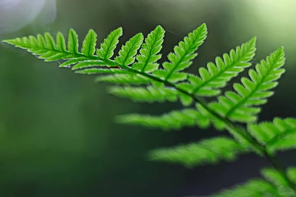 Папоротник Весенний Фон Красивые Листья Леса Природы Парка Дизайн Фона — стоковое фото