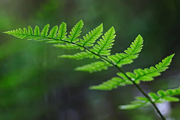 Папоротник Весенний Фон Красивые Листья Леса Природы Парка Дизайн Фона — стоковое фото