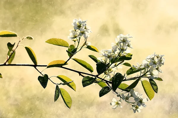 Våren Bakgrund Cherry Blossoms Vacker Natur Suddig Bakgrund April Blommor — Stockfoto