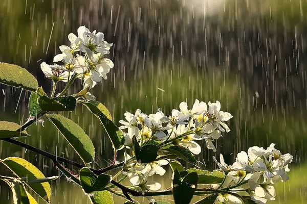 Branch Cherry Blossom Rain Drops — Stock Photo, Image