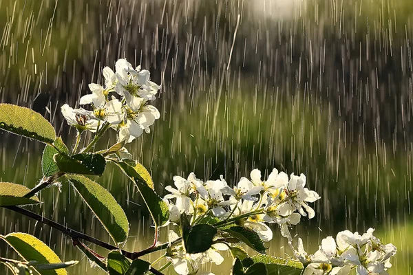 Gałąź Kwiat Wiśni Krople Deszczu — Zdjęcie stockowe