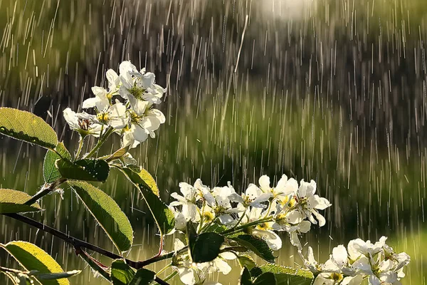 Ramo Flor Cereja Com Gotas Chuva — Fotografia de Stock