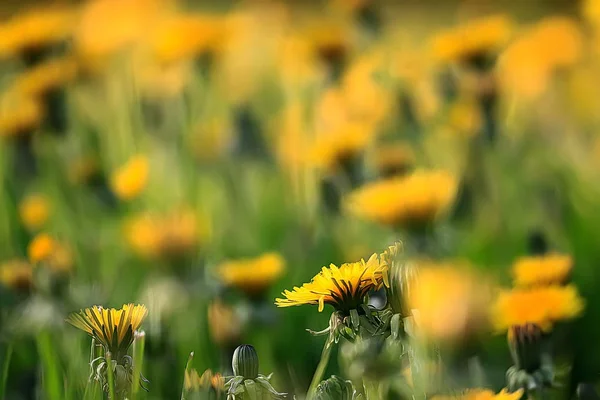 Gul Vår Blommor Grönt Gräs — Stockfoto