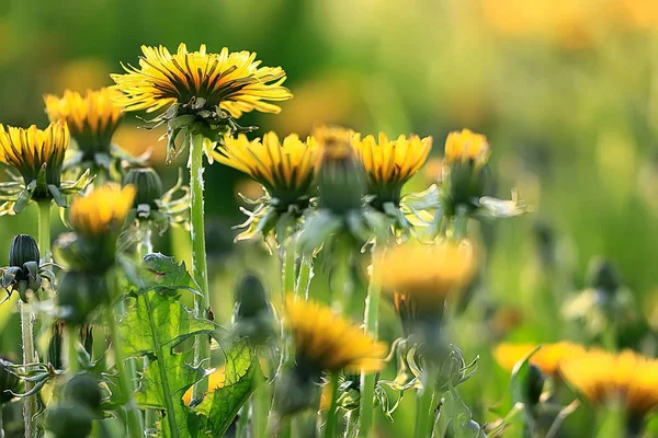 緑の草の中の黄色い春の花 — ストック写真