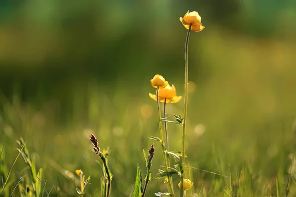 Žluté Jarní Květy Zelené Trávě — Stock fotografie