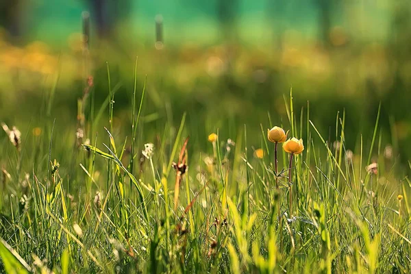 自然背景花イエロー 美しい春の自然写真 染めヴィンテージの花のデザイン — ストック写真