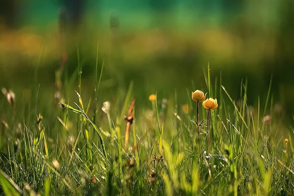 Gul Vår Blommor Grönt Gräs — Stockfoto