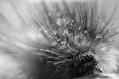 kabarık caterpillar / makro böcek, larva, güzel makro genişlemiş tırtıl