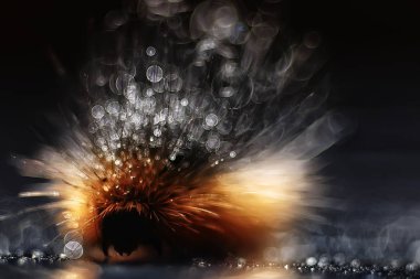 kabarık caterpillar / makro böcek, larva, güzel makro genişlemiş tırtıl