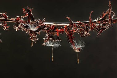 Karahindiba tohum / makro karahindiba tohumlar üzerinde karanlık bir arka plan ile güzel kompozisyon