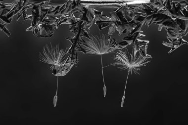 Karahindiba tohum / makro karahindiba tohumlar üzerinde karanlık bir arka plan ile güzel kompozisyon