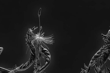 Karahindiba tohum / makro karahindiba tohumlar üzerinde karanlık bir arka plan ile güzel kompozisyon