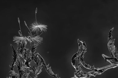 Karahindiba tohum / makro karahindiba tohumlar üzerinde karanlık bir arka plan ile güzel kompozisyon