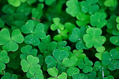 Bahar yeşil arka plan, soyut bulanık doğa güzel resimleri, yeşil sürgünler