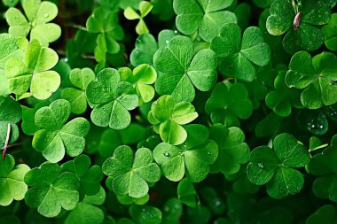 arka plan yeşil yonca / doğa arka plan, taze yeşil sulu renk, yonca bitki