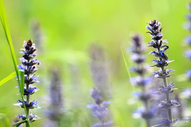 Bahar yeşil arka plan, soyut bulanık doğa güzel resimleri, yeşil sürgünler