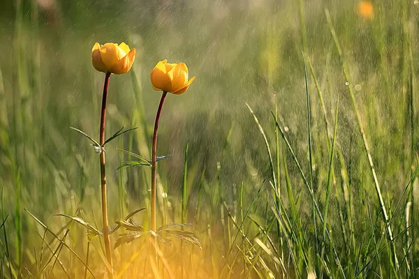 Doğa Güzellik Çiçek Arka Plan Çiçekler Vintage Tonlama Güzel Doğa — Stok fotoğraf