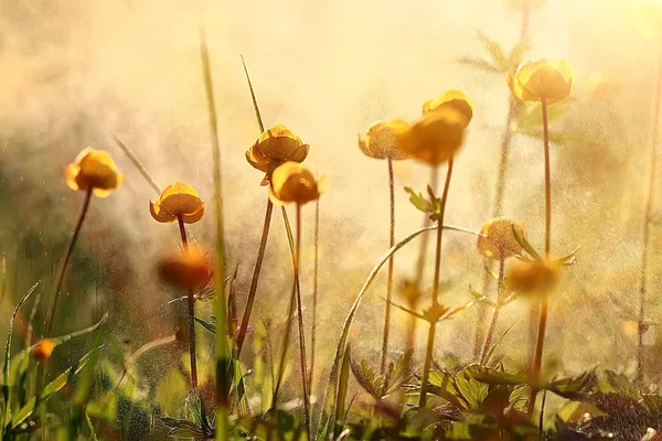 Nature Background Flowers Yellow Beautiful Spring Nature Photo Tinted Vintage — Stock Photo, Image