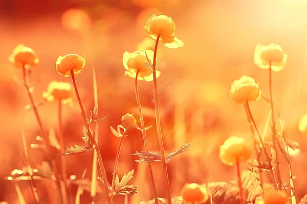 Doğa Arka Plan Çiçekler Sarı Güzel Bahar Doğa Fotoğraf Renkli — Stok fotoğraf