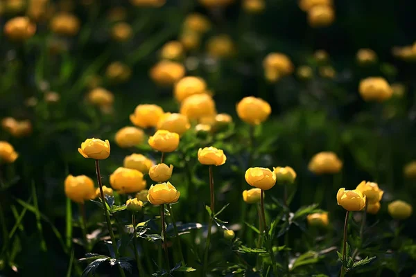 Natur Skönhet Blommor Bakgrund Blommor Vintage Toning Vacker Natur Foto — Stockfoto