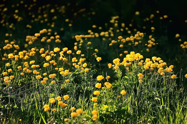 Natureza Fundo Flores Amarelo Bela Primavera Natureza Foto Colorido Vintage — Fotografia de Stock