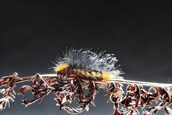 ふわふわ冬虫夏草 マクロ昆虫 美しいマクロ拡大毛虫 — ストック写真
