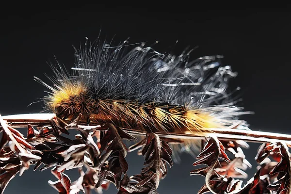 Fluffiga Caterpillar Makro Insekt Larv Vackra Makro Utvidgade Caterpillar — Stockfoto