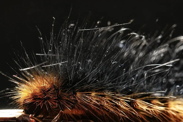 Fluffiga Caterpillar Makro Insekt Larv Vackra Makro Utvidgade Caterpillar — Stockfoto