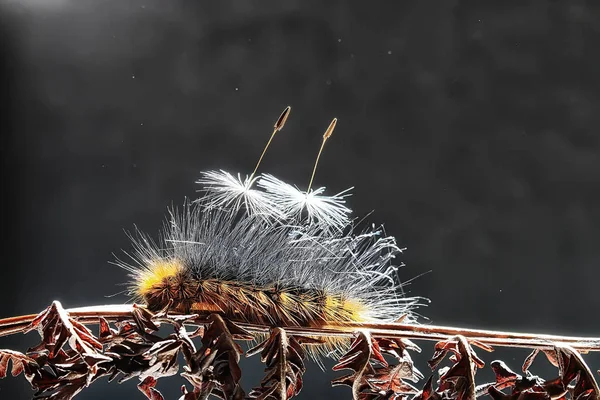 Fluffiga Caterpillar Makro Insekt Larv Vackra Makro Utvidgade Caterpillar — Stockfoto