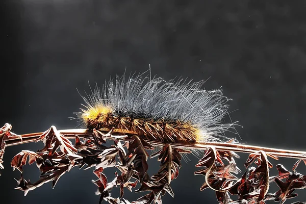 Nadýchané Caterpillar Makro Hmyzu Larva Krásný Makro Rozšířené Housenka — Stock fotografie