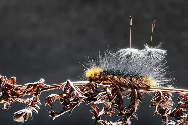 Fluffy Caterpillar Macro Insect Larva Beautiful Macro Enlarged Caterpillar — Stock Photo, Image