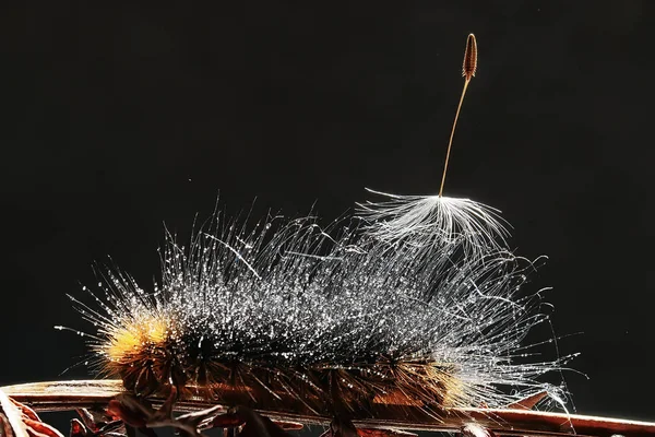 Fluffy Caterpillar Macro Insect Larva Beautiful Macro Enlarged Caterpillar — Stock Photo, Image